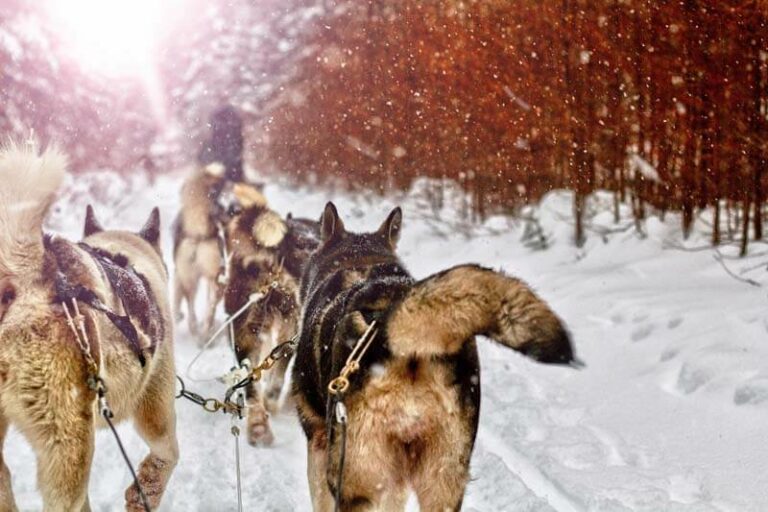 Alaska dog sledding and husky rides