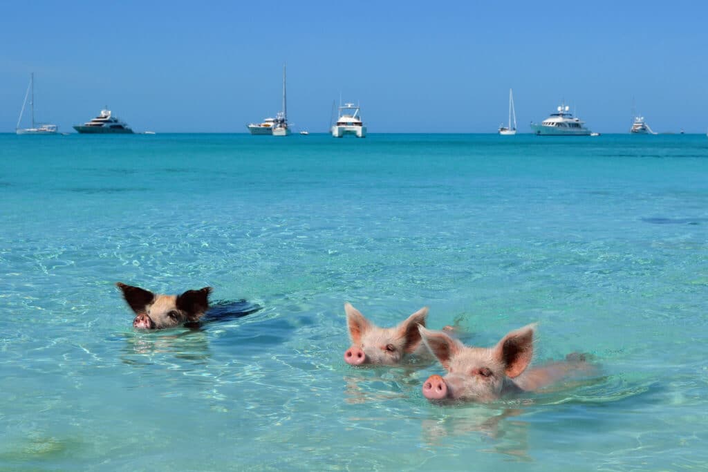 bahamas nassau pig beach