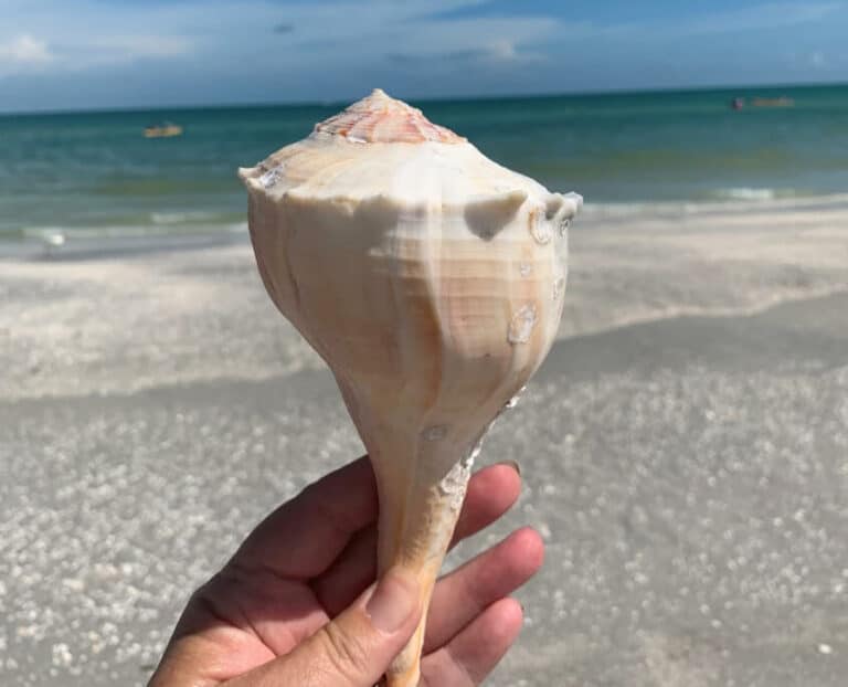 Captiva island seashell