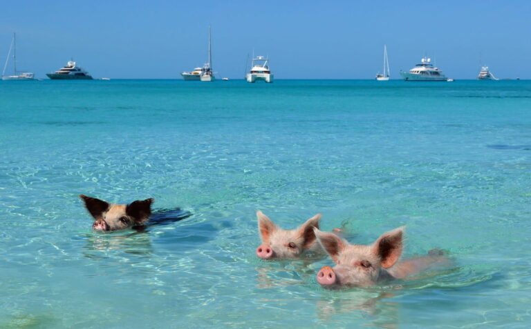 bahamas nassau pig beach