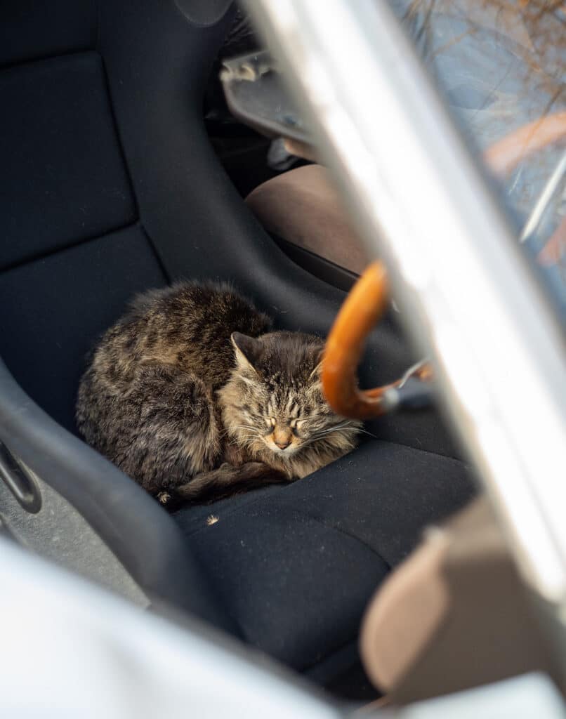 Cat sleeping in the car