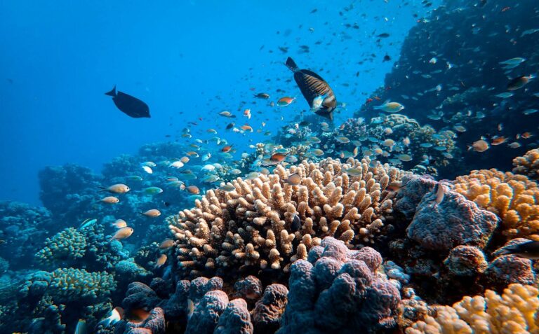 barrier reef australia