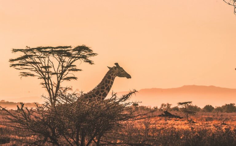 kruger national park