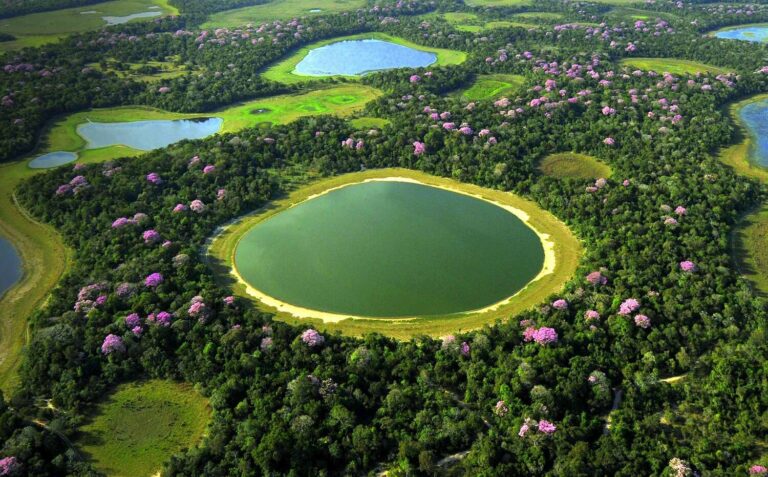 Wetlands of Pantanal Brazil