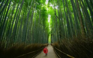 arashiyama bamboo grove